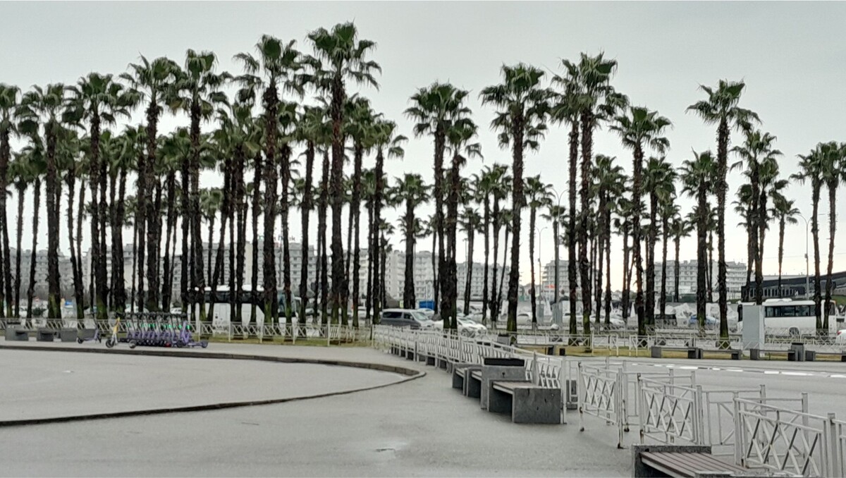 Аллея. Конец февраля 2025