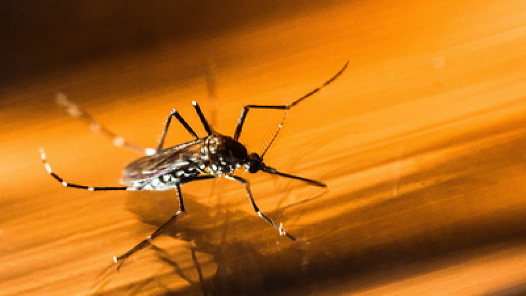    Cadu Rolim/Globallookpress