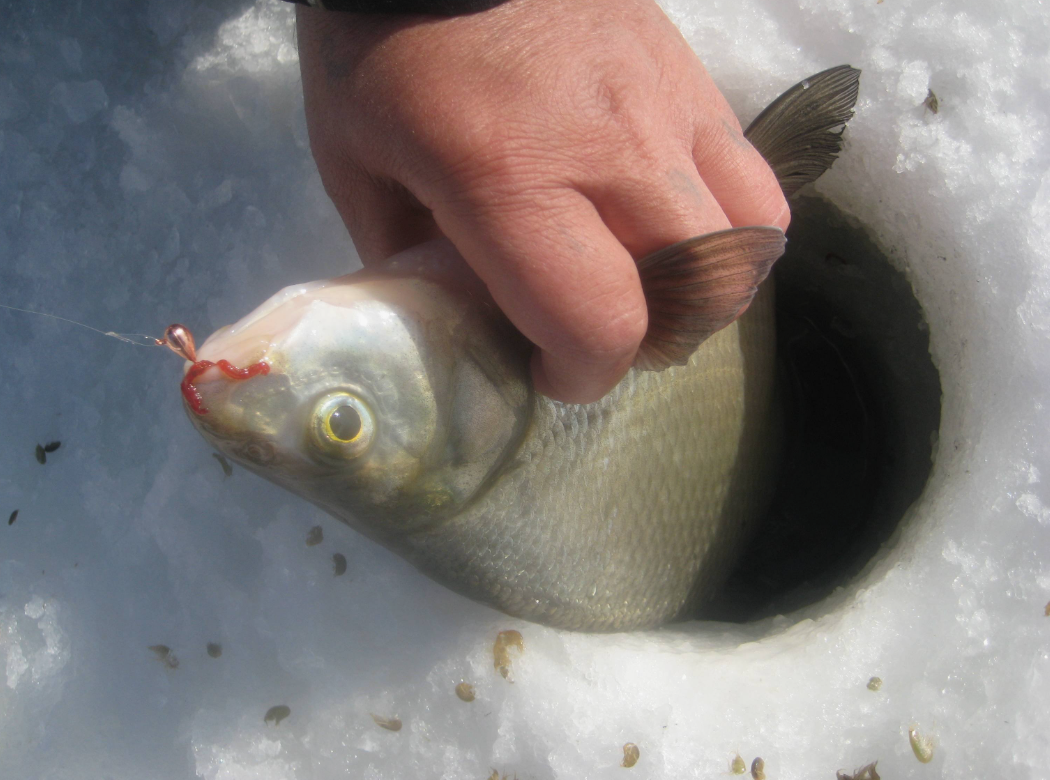 Лещ пойманный на мормышку зимой. Источник фото warball.ru