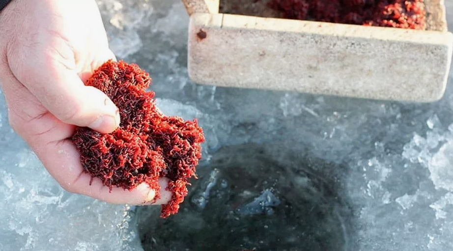 Закорм лоща через лунку мелким мотылем. Источник фото shop.by