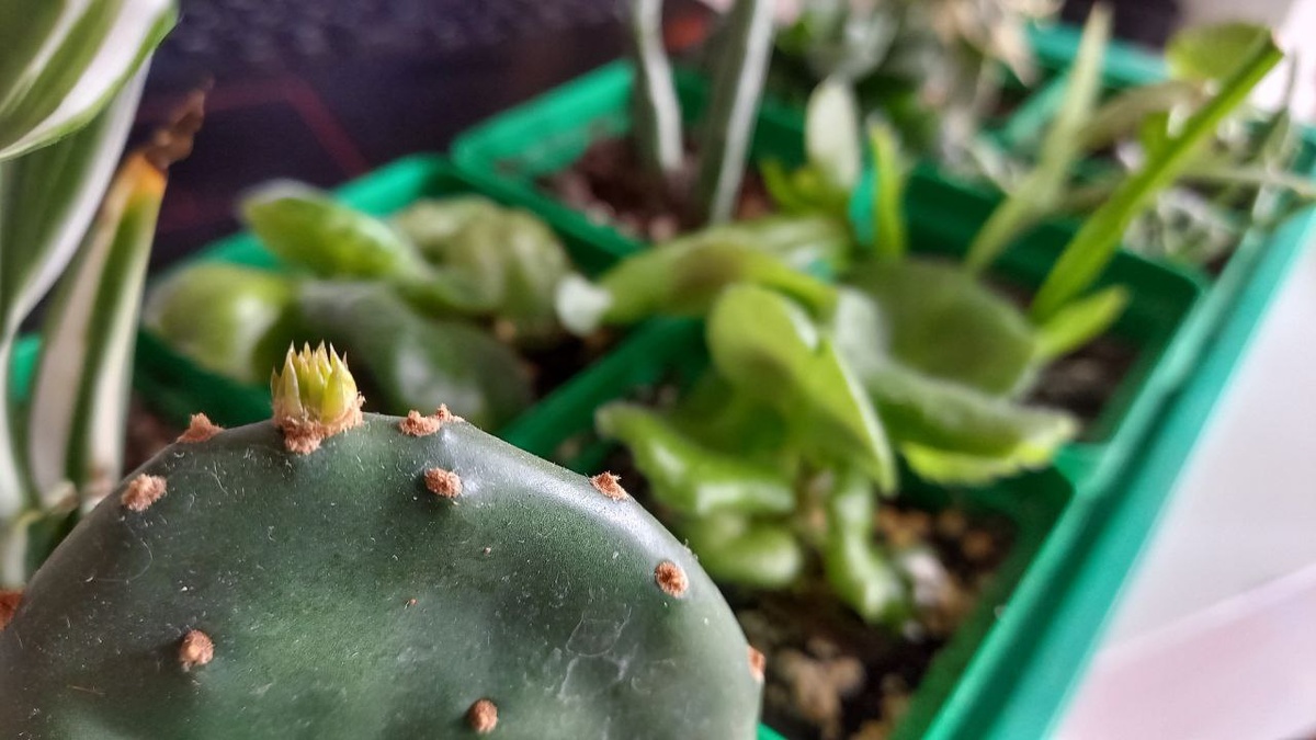 Opuntia phaeacantha var. camanchica