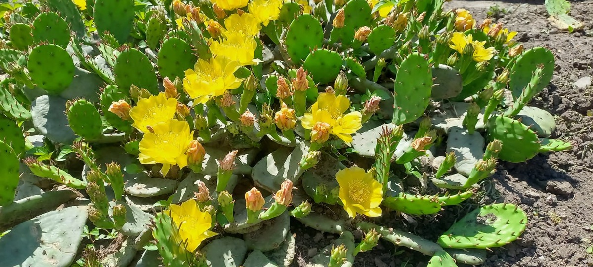Opuntia phaeacantha var. camanchica