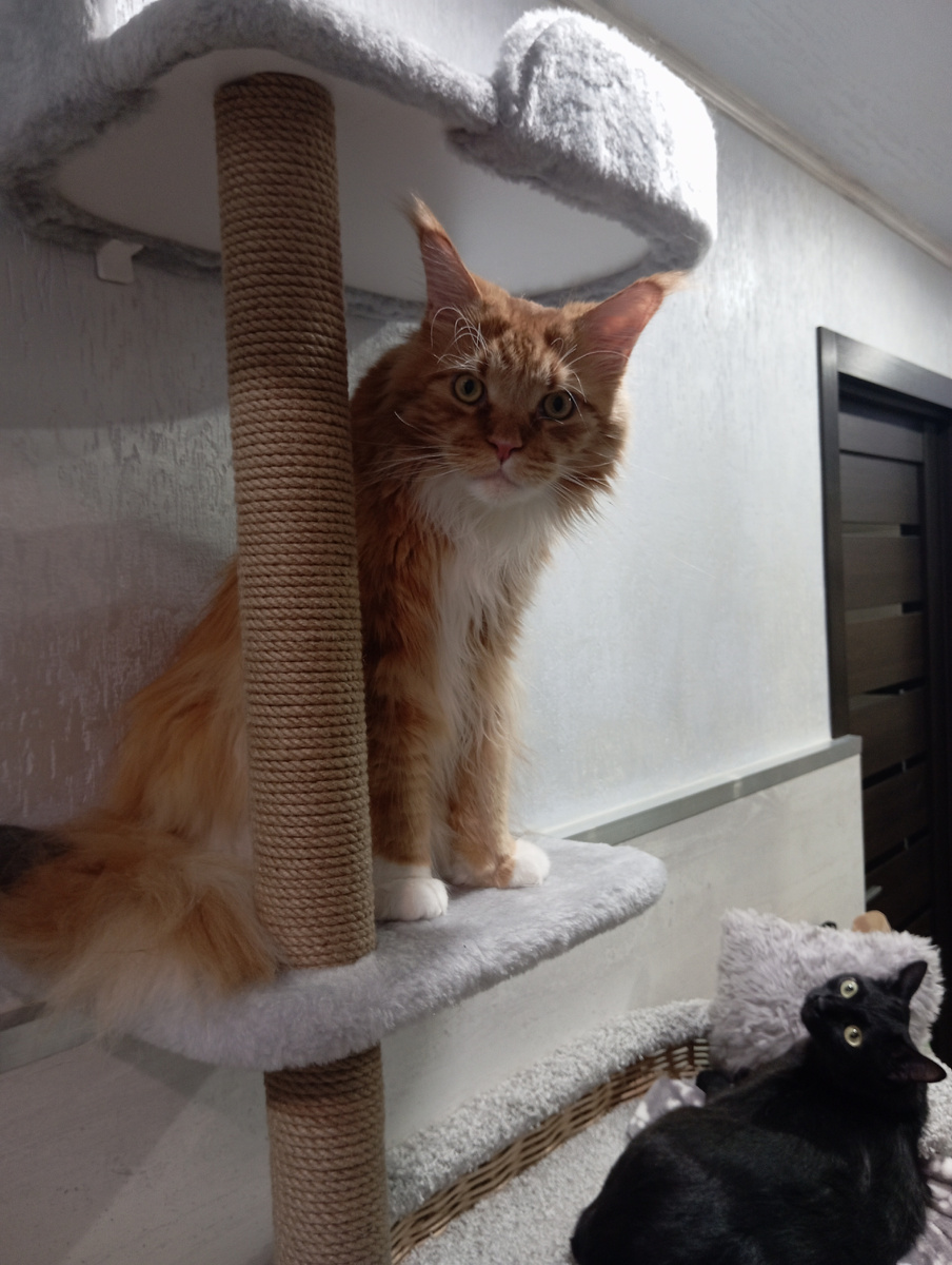 Мейн кун Степа и кот Тихон.