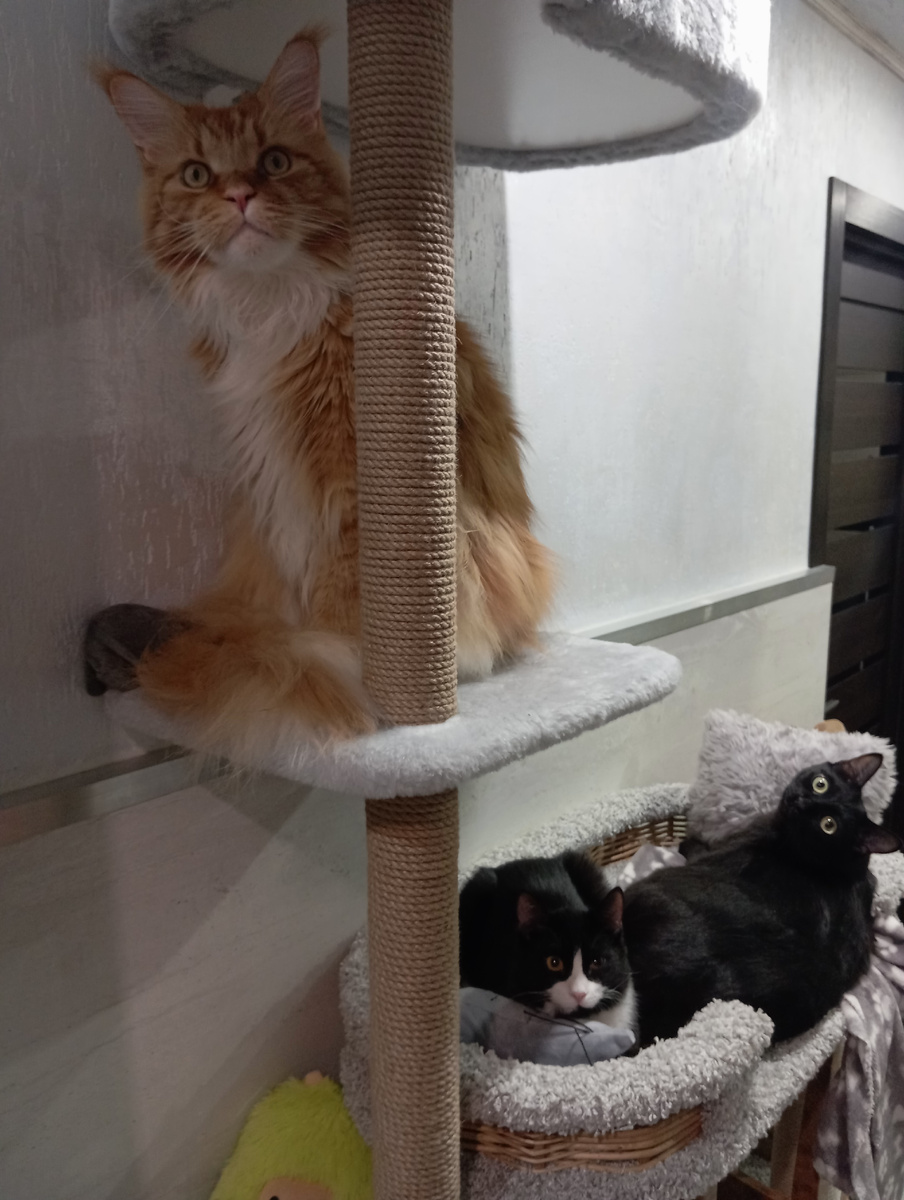 Мейн кун Степа, кот Тихон и кот Санек.