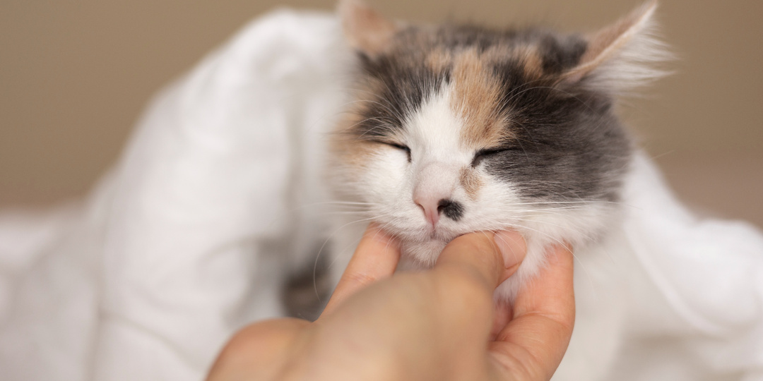 Кошка лижет ваши руки? Узнайте, что стоит за этим поведением