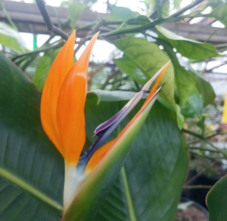    Соликамский ботанический сад