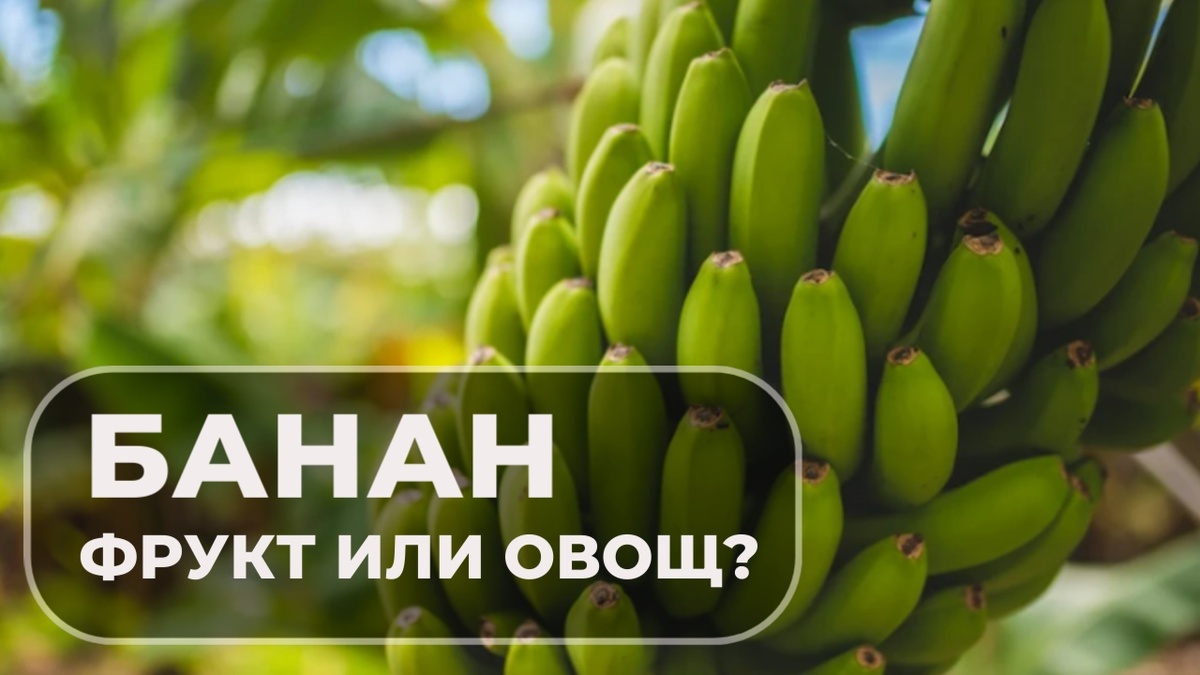 Банан это фрукт или овощ