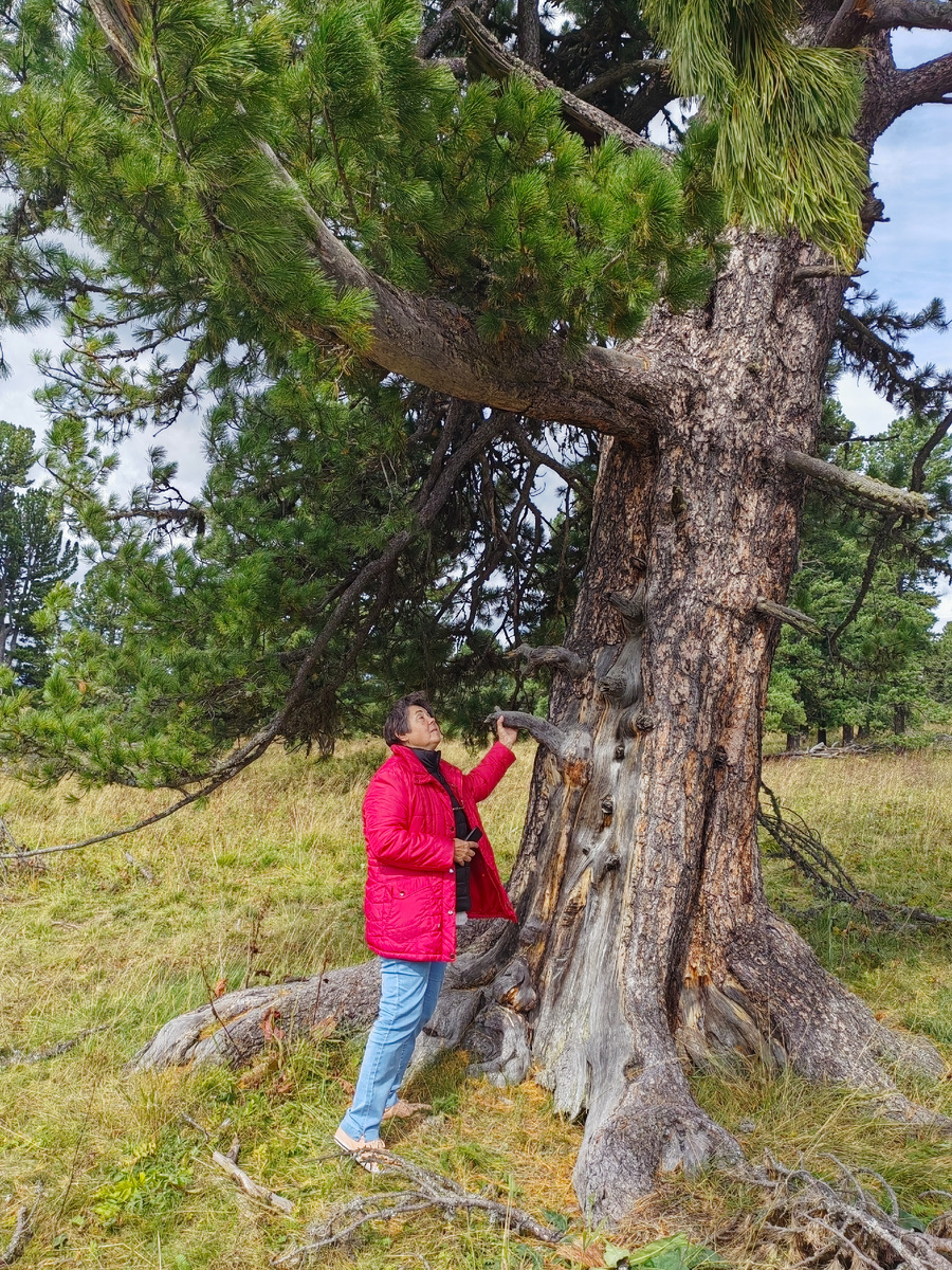 Все предыдущие поездки на Алтай выпадали на разгар лета. А в этот раз кадровики по месту работы мужа решили, что нам и сентябрь для отпуска вполне сгодится. Спорить было без толку, поэтому собрали побольше теплых вещей, отменили бронь в экошатре и отправились в путь, подгоняемые оптимизмом и ожиданием новых впечатлений. Обычно Семинский перевал проскакиваем с минимальной остановкой: побродить по торговым рядам, посетить, при необходимости, «удобства». Но в этот раз нас насторожило обилие припаркованных по обочинам машин и люди с мешками, вокруг этих машин суетящиеся. При внимательном изучении поняли, что народ собирает кедровые шишки. Проведя краткое совещание, решили к процессу присоединиться. Не потому, что нужны шишки. Все знаем стоимость услуг стоматолога. А ради именно процесса. На перевале было холодно. Горы ближайшие уже запорошило снегом. И дул Ветер. Именно с заглавной буквы Ветрище. Вековые кедры под его напором скрипели, качались, и щедро делились с нами урожаем кедровой шишки. Ничуть не опасаясь нас, на бегу закусывали орехами белки, бурундуки и еще какие то зверюшки, которых не удалось опознать. Собрали пакетик шишек, наслушались воя ветра и скрипа деревьев под его натиском. Вот такой был наш первый опыт шишкования. На спуске с перевала повстречался нам «Урал» с нарощенными бортами, под завязку набитый мешками с шишками. Покосившись на пакетик с нашей «добычей» муж от души расхохотался.