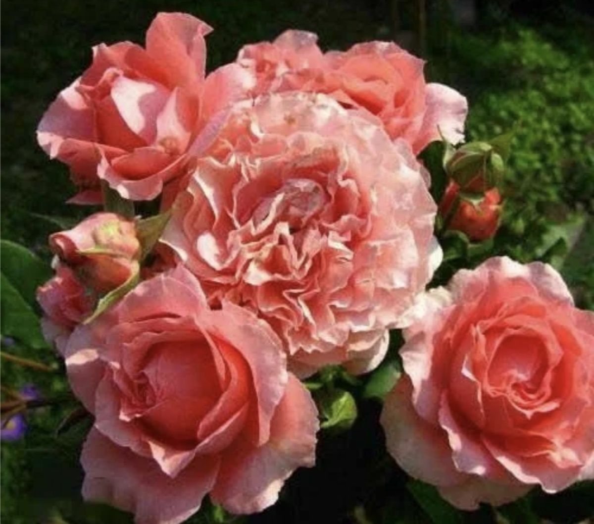 КОРАЛЛ ЖЕЛЕ