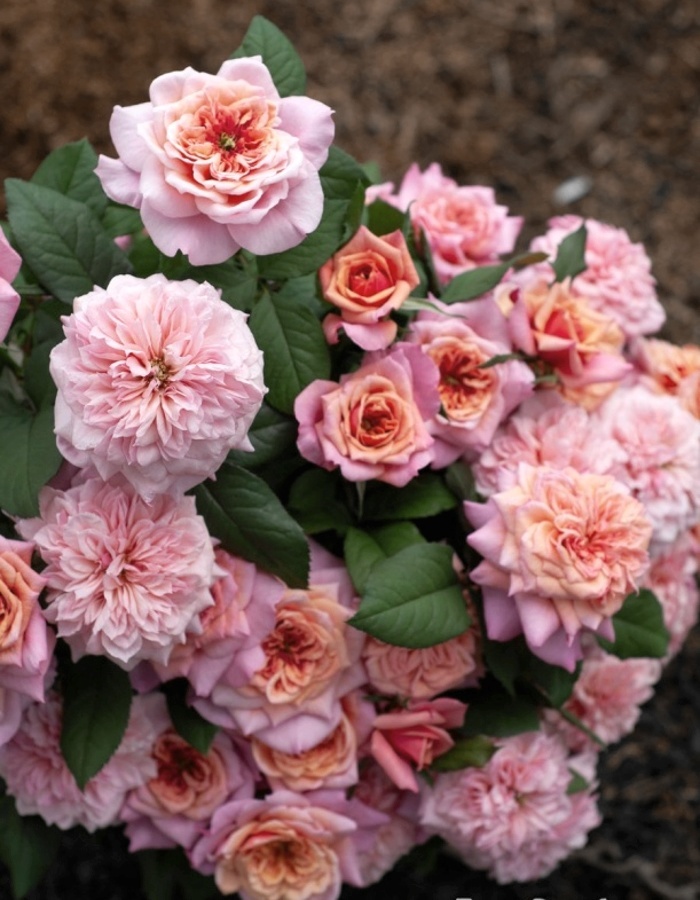 ПРИНЦЕССА МИЯБИ