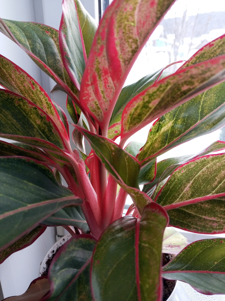 Аглаонема Крит