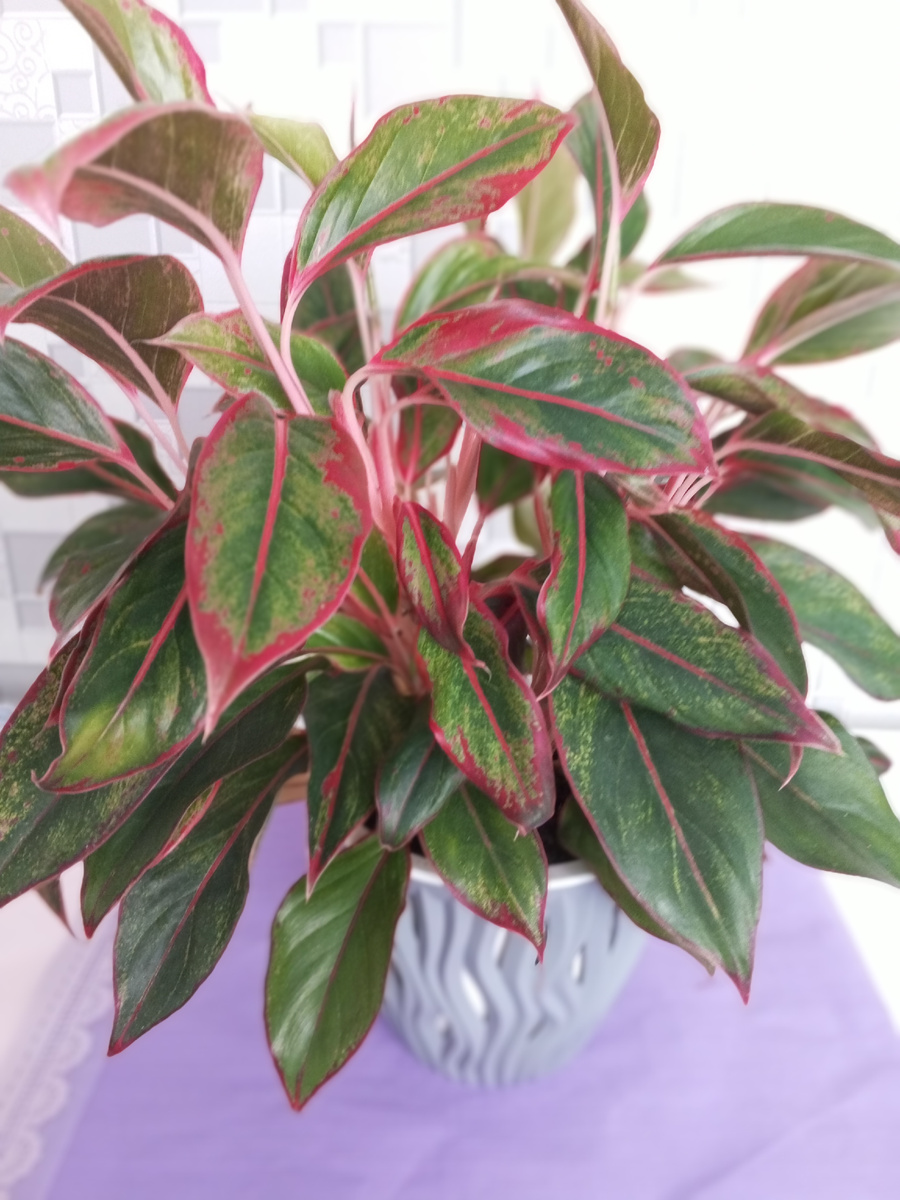 Аглаонема Крит