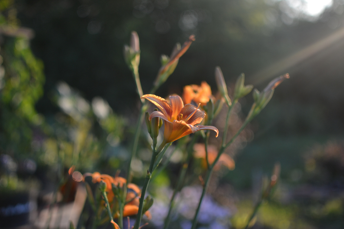 Здесь и далее фотографии моего сада