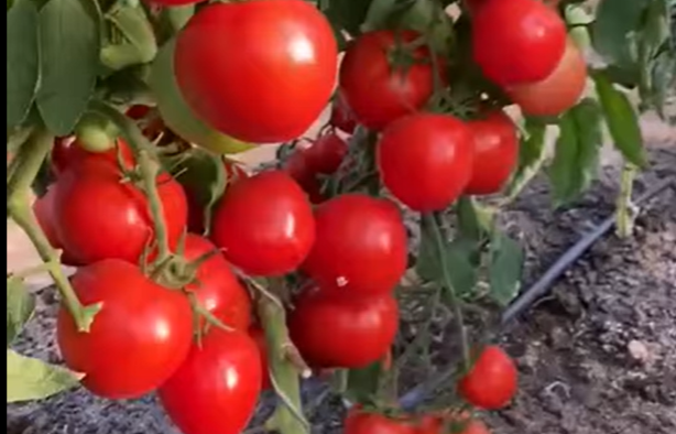 Топ томатов для открытого грунта: рассказываю про 6 сортов, с которыми справятся даже Новички!"