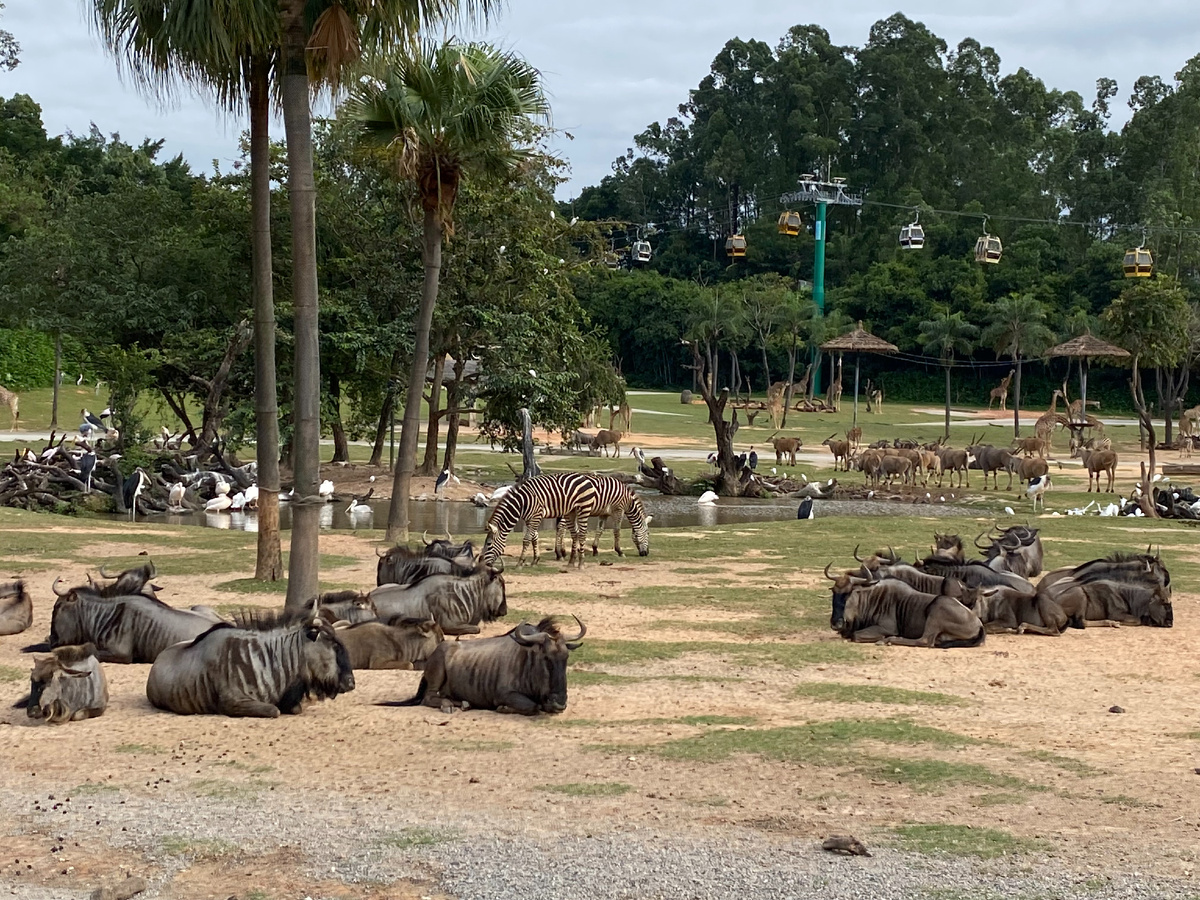 От зоопарка конечно остались куча фотографий и незабываемые впечатления, когда проезжая в открытых вагончиках по территории, вокруг нас бегали стада зебр и жирафов, в лужах лежали бегемоты, скакали кенгуру и газели…