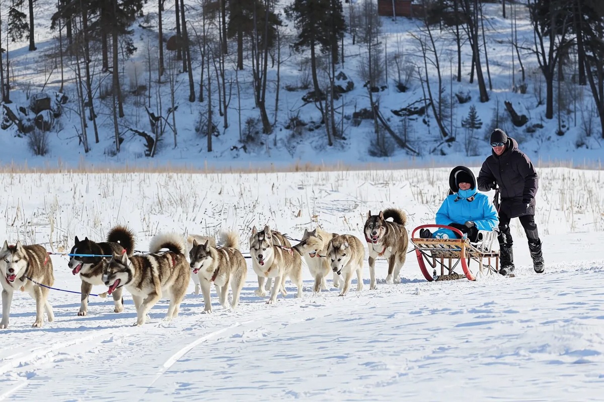 Зимой в «Рузской Аляске» организовывают групповые туры на собачьих упряжках на разные дистанции — 1, 4, 10, 17 и 40 километров. Фото: Natalia Basina / Яндекс Карты
