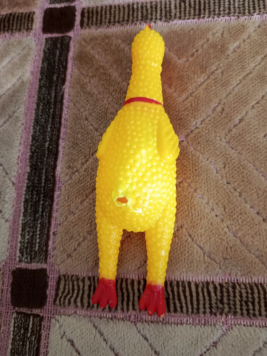 Хвост курочки- самое любимое место для зубов Персика.