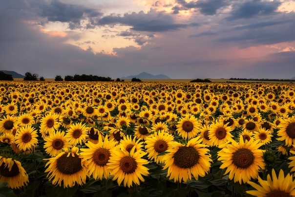 Лучшие "цветы", напоминающие тепло и солнце