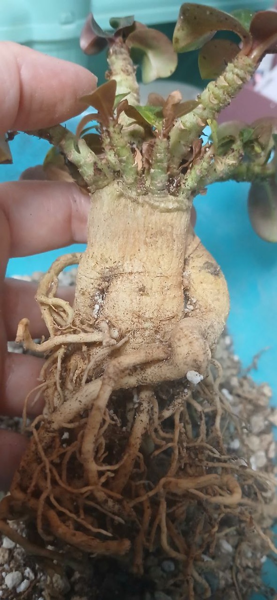 Этот мини адениум засох, как мы видим каудекс сморщился и потерял тургор, нижние листья засохли. Все это признаки поражения корневой системы. Фото автора канала, который так же не без греха.