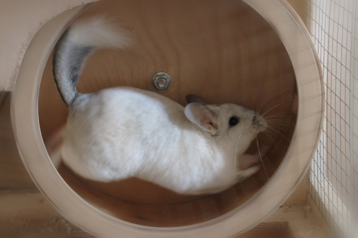 Пример идеального колеса.