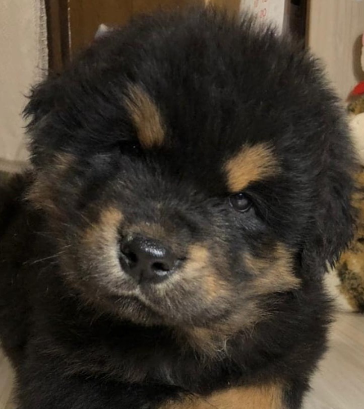 Щенок СЭМБЭР 