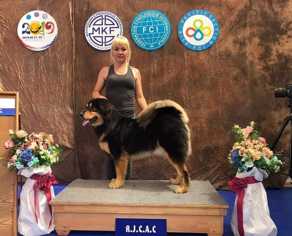 Это Чемпионка Монголии ХамнайХан СЭМБЭР, заводчик Марина Хамнаева. Любовь к Абике, началась с восхищения Мариной, как зоводчицей и просто хорошем человеком и конечно с любви с первого взгляда к ее собаке