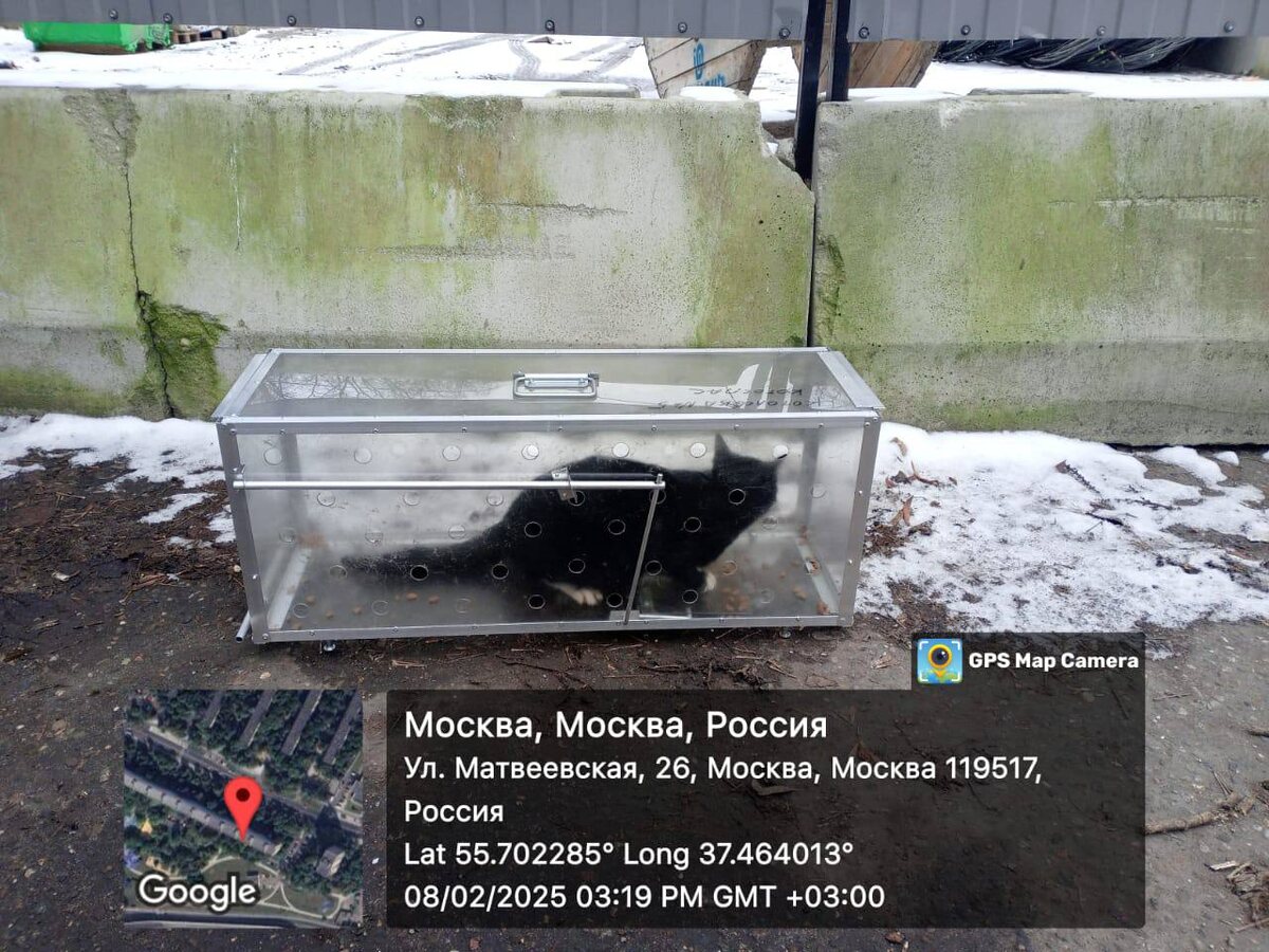 Первая кошка макризистого окраса