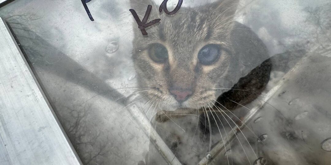 Среди этих кошек есть домашние, которых хозяева не взяли в лучшую жизнь. Здравствуй, реновация