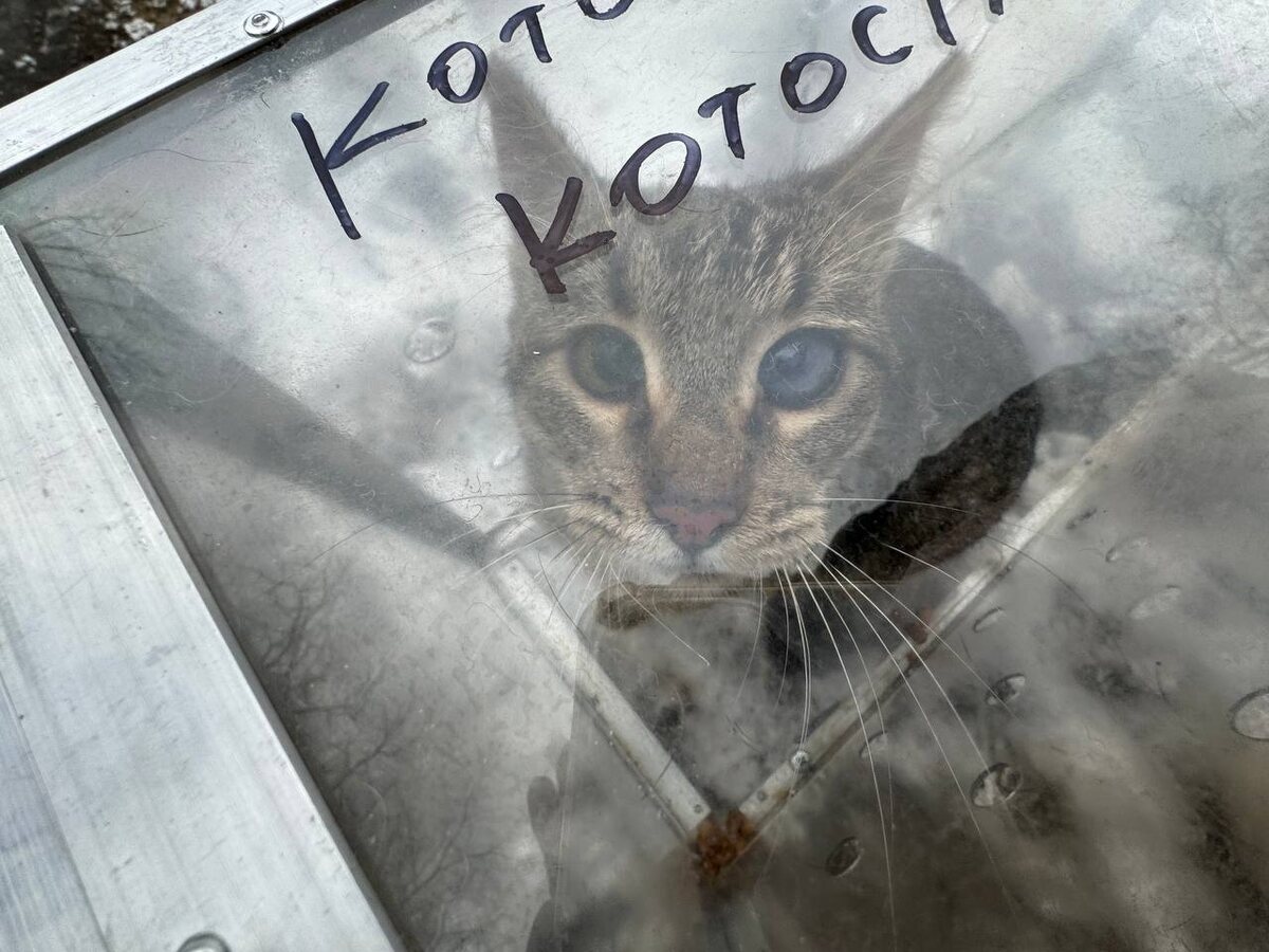 Человек! Помоги мне! Может, я не самый красивый, но мне очень нужен дом!