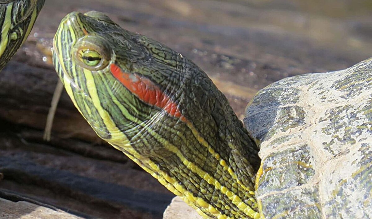 Фото: Алексея Белякова, с сайта Астраханского заповедника