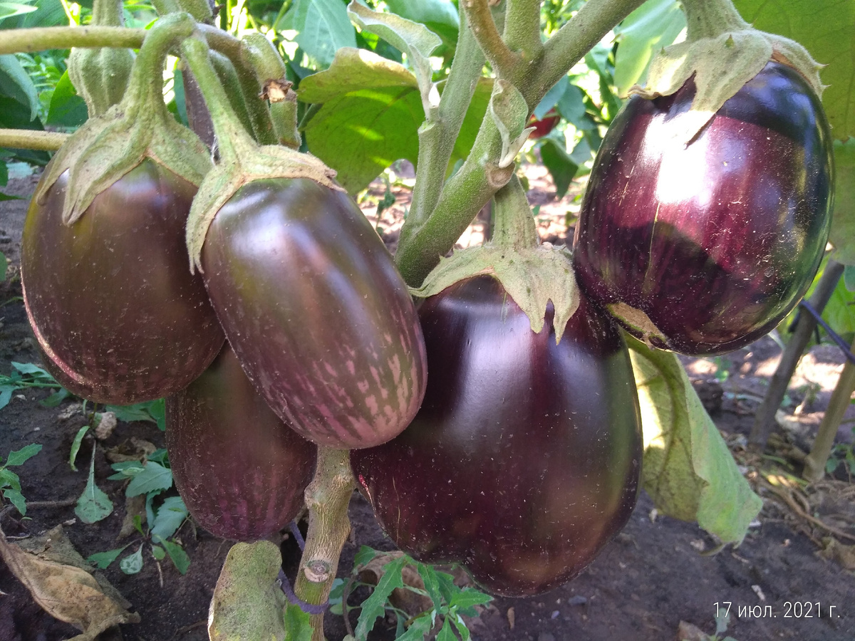 Баклажан Мишутка в тот год