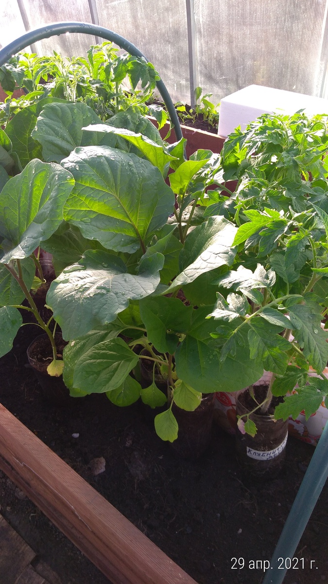 Рассада, посеянная в марте 2021