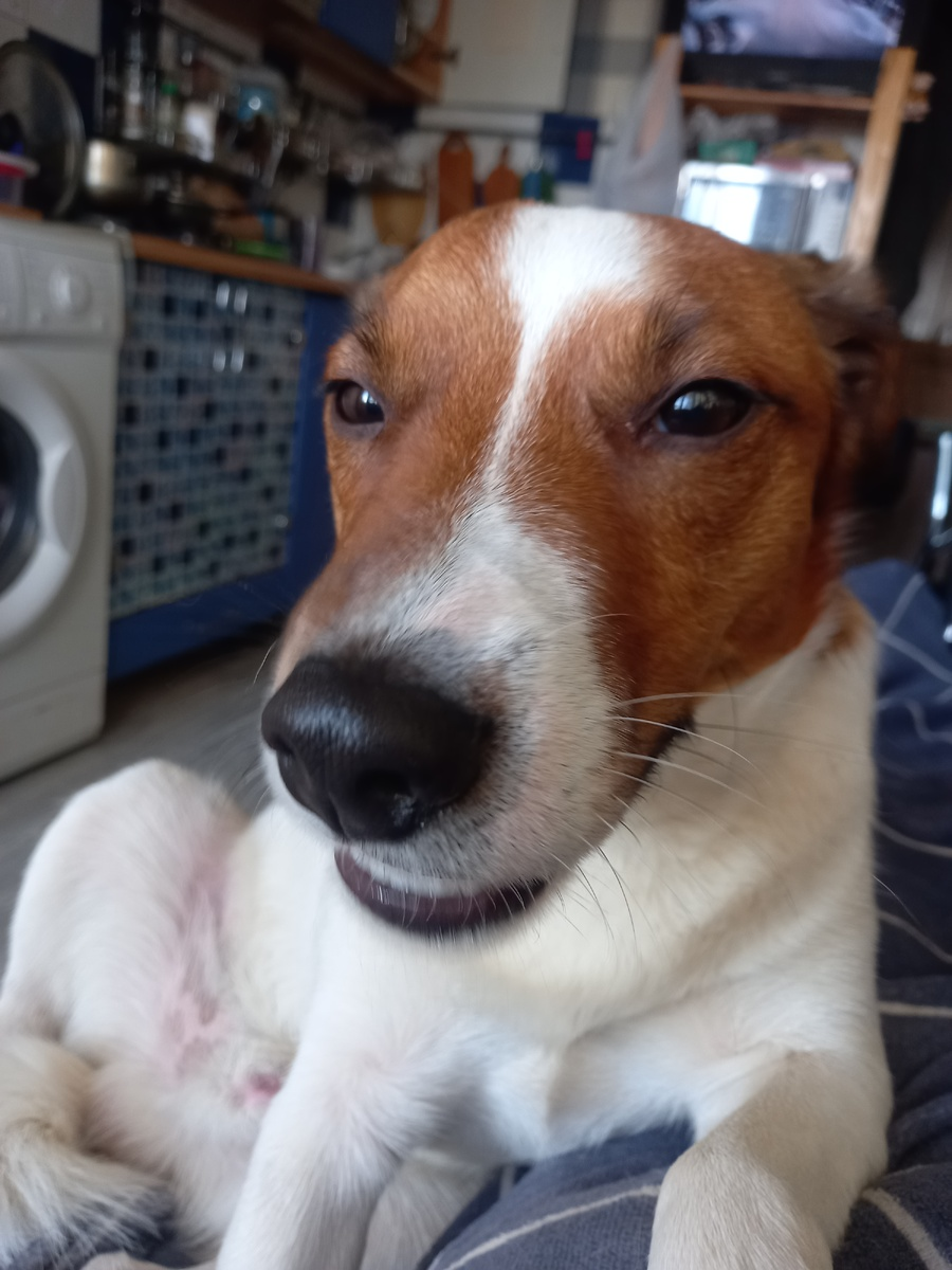 Джек-рассел-терьер + неопознанный терьер