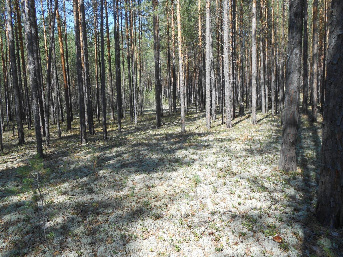 Бор, идёшь как по ковру из сфагнума и тонешь в нём. А запах-сногсшибательный! 