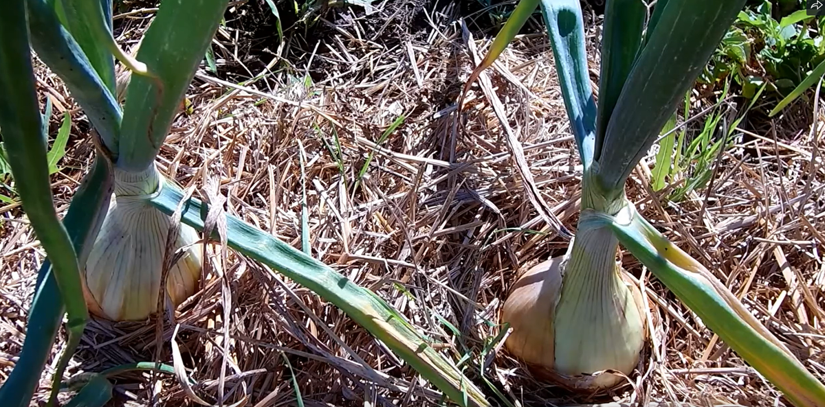 Лук Эксибишен