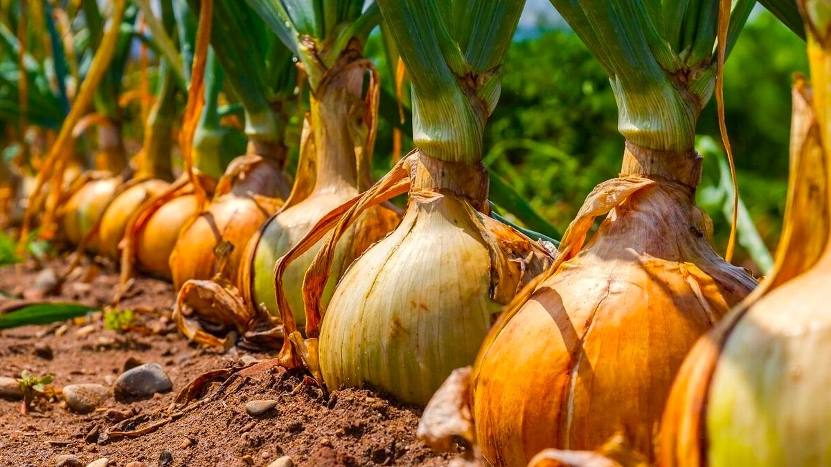 Лук Сорт Эксибишен