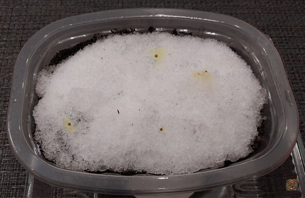 Семечки на снегу, что же мне с ними делать....