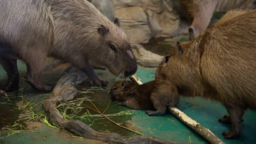    Фото: Telegram/Московский зоопарк/Moscowzoo_official; 5-tv.ru