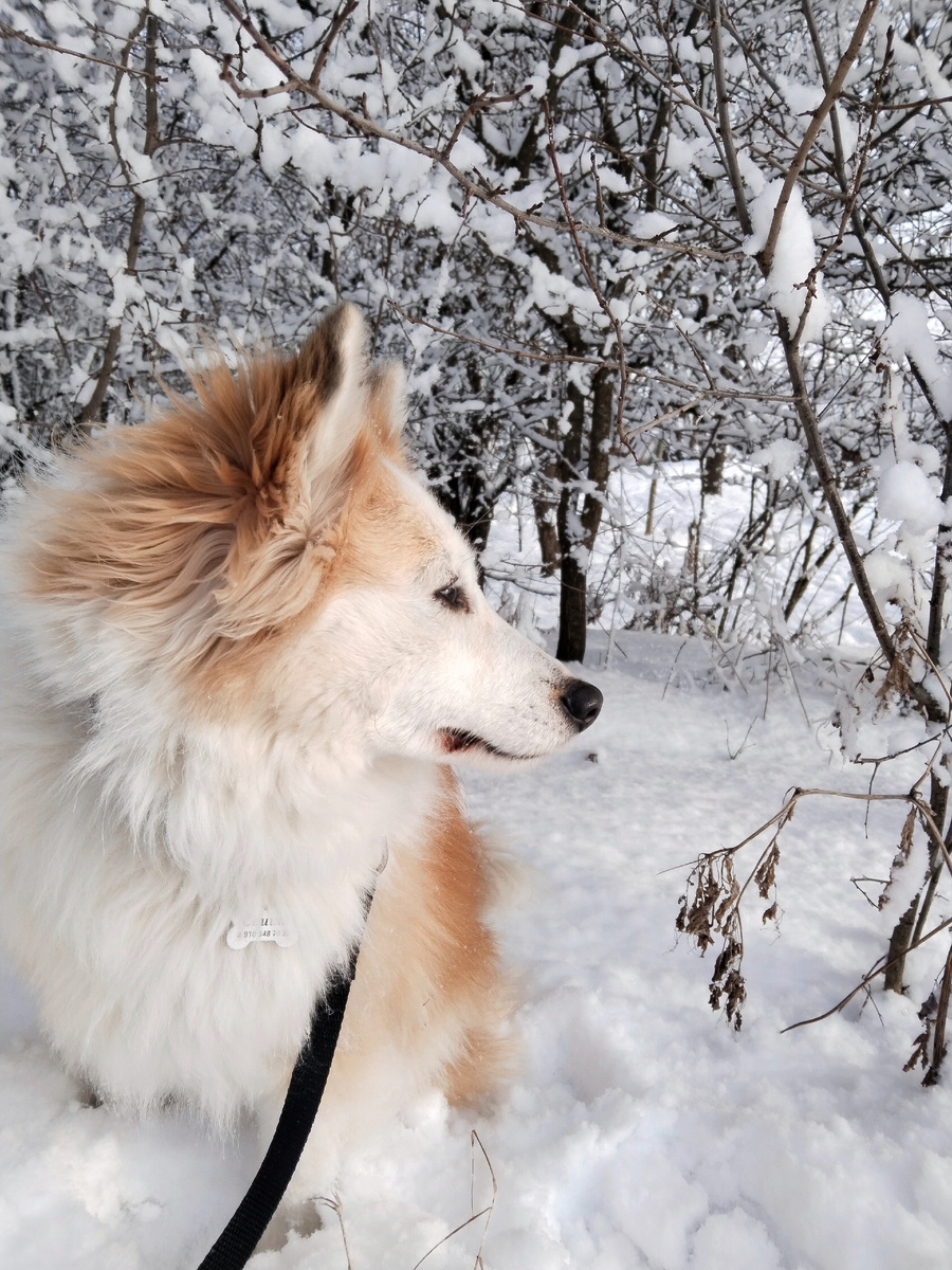 Свиша ❤️ та, кто помогла мне набрать 100 подписчиков 