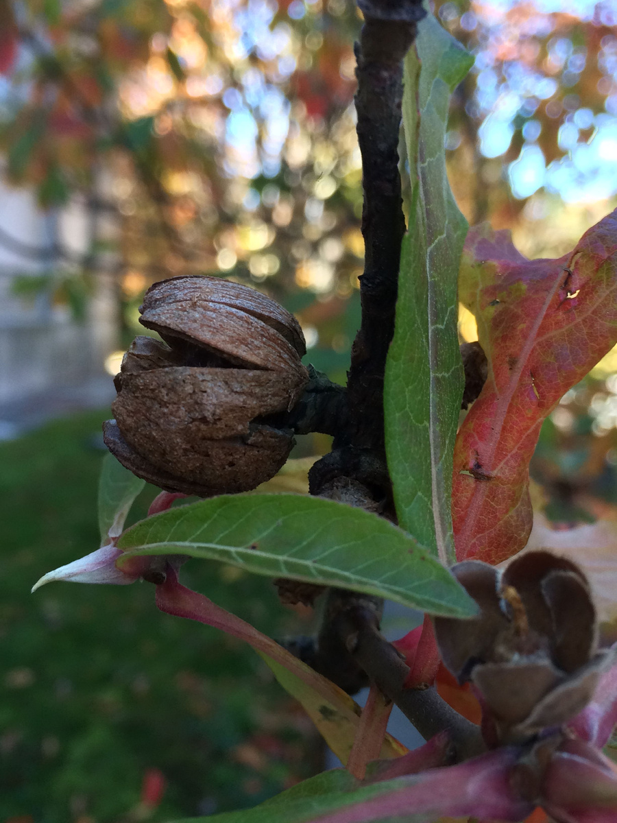 Плод франклинии