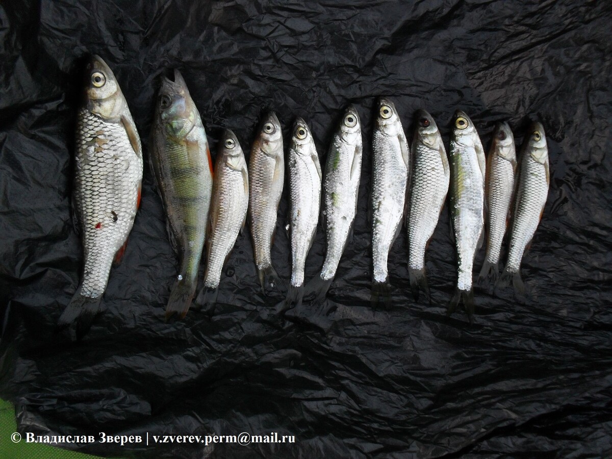 Фото 2. Свежепойманная рыба.