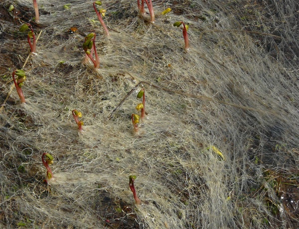 Глядя на эту обильную волосню, можно подумать, что это йети линяет от весеннего недостатка витаминов. Но это "всего лишь" снежные корни хохлатки, которые росли в толще сугробов, а после их таяния некоторое время остаются лежать на почве.