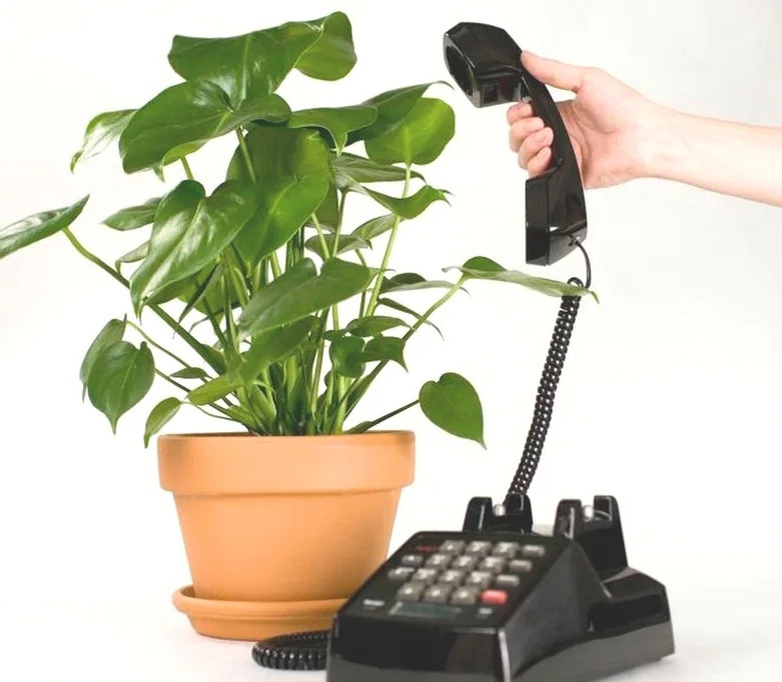 Алло, Галочка, ты скоро усохнешь.