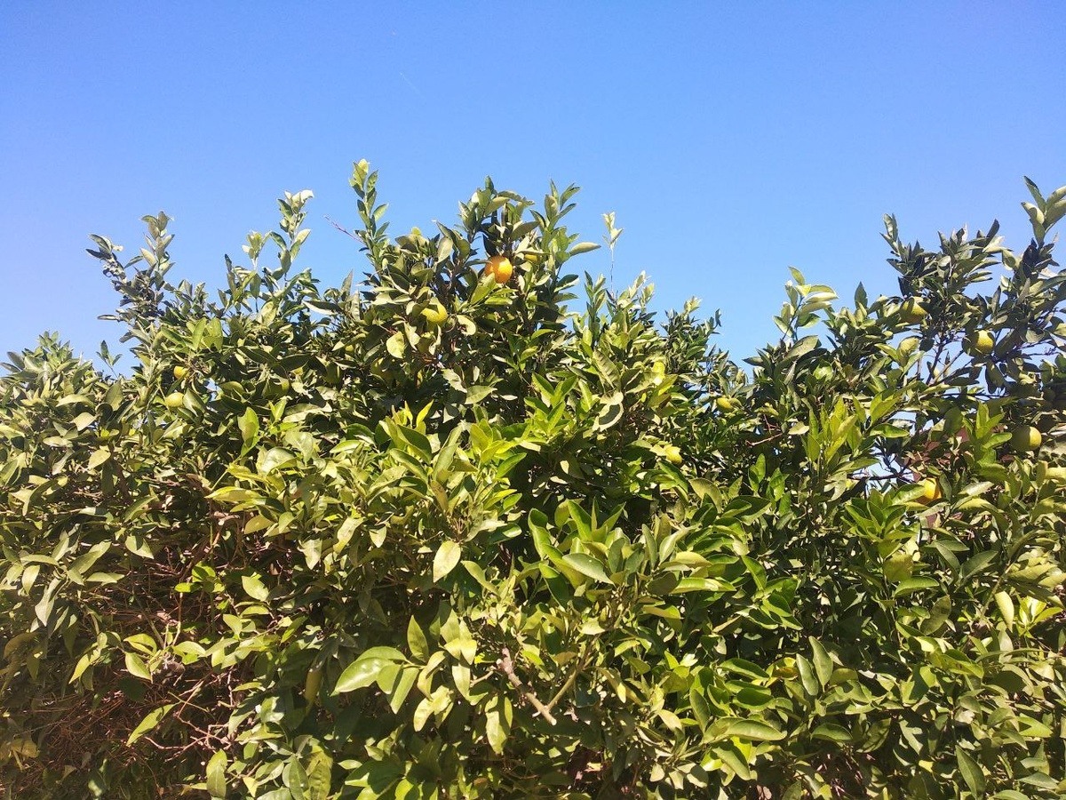Лимонные деревья под Барселоной.