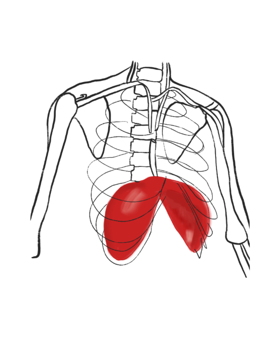  делаем вдох- диафрагма вниз, выдох-диафрагма вверх .