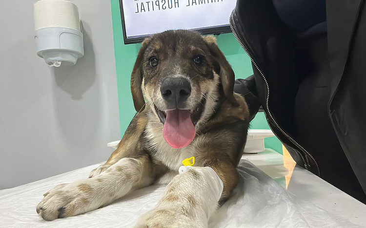 Это тот самый Балу – наш спасенный щенок. Он стал для меня настоящим другом. Фото: Из архива Рашиды Сулеймановой