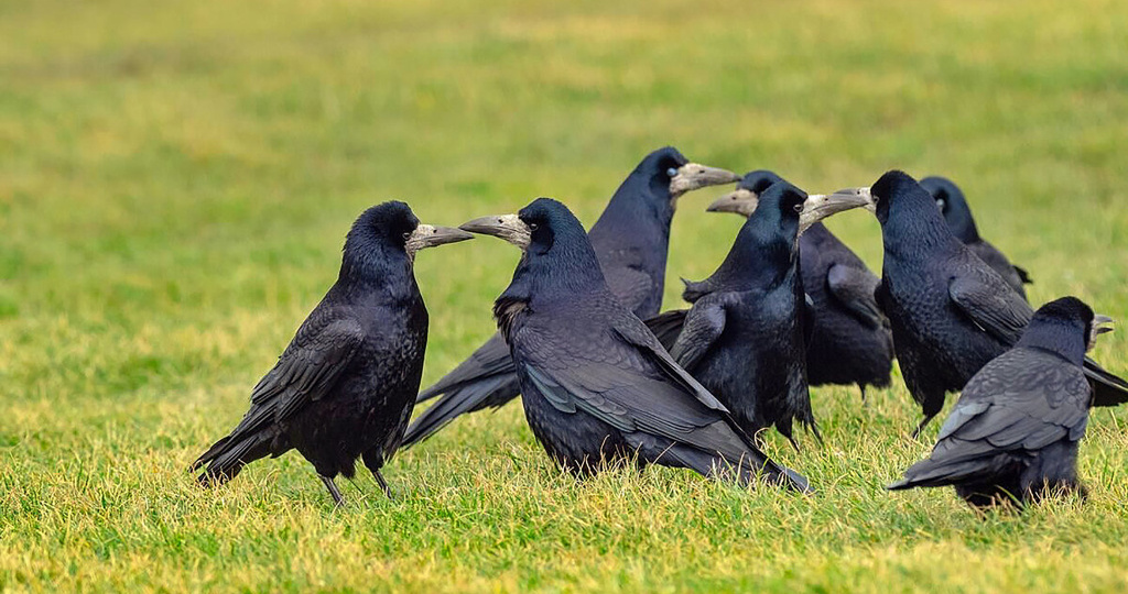 Птица 2025 года – грач