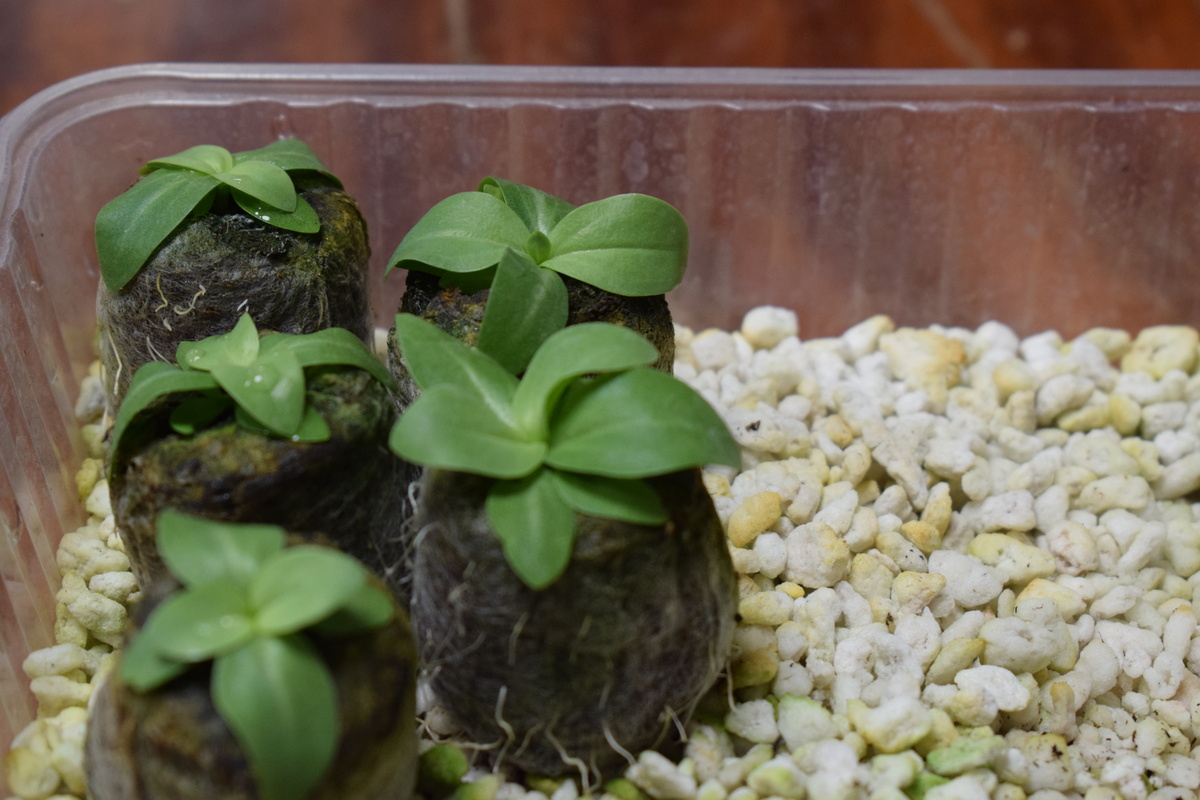 рассада Эустомы(фото автора)