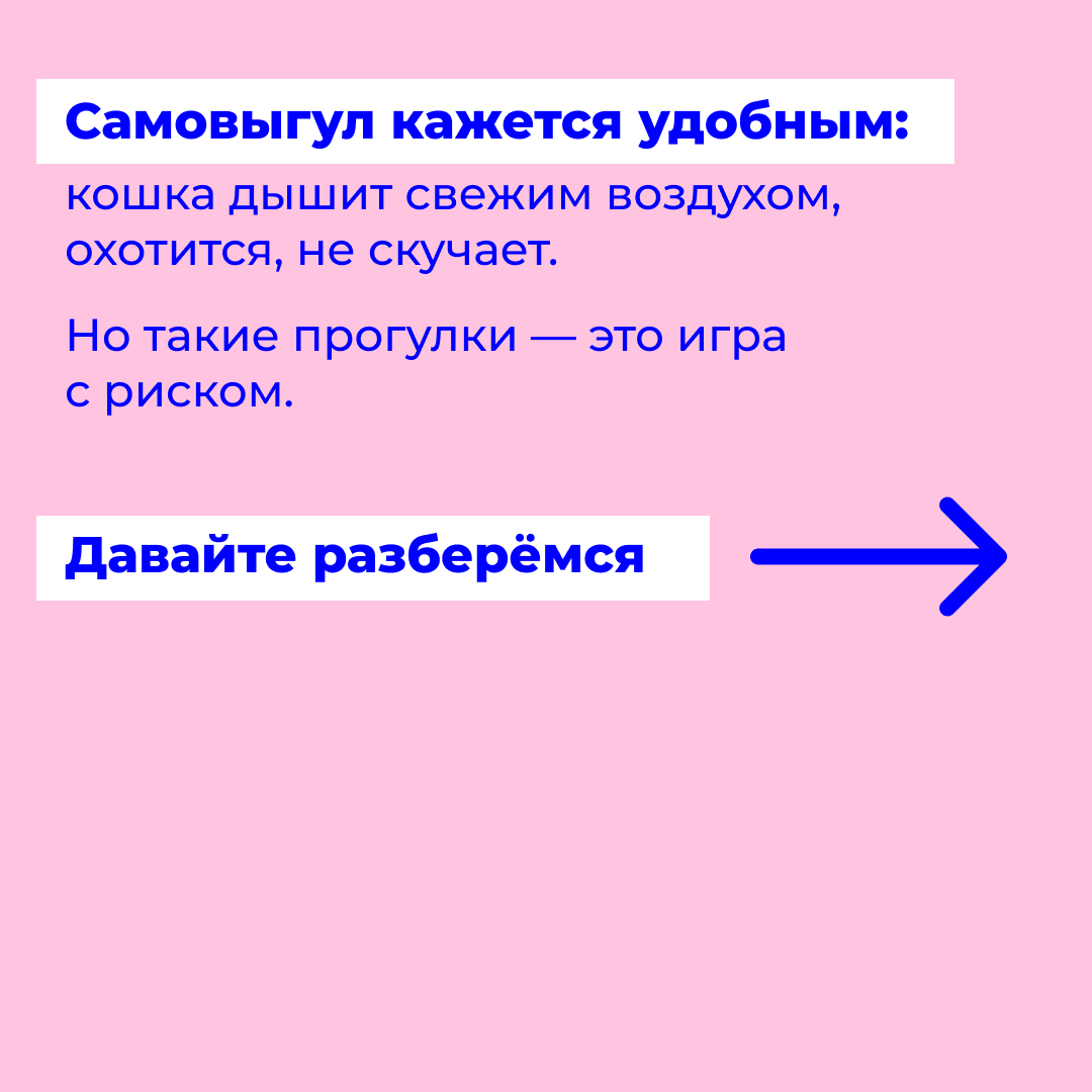 
Самовыгул кажется удобным: кошка дышит свежим воздухом, охотится, не скучает. Но такие прогулки — это игра с риском. Давайте разберёмся.
