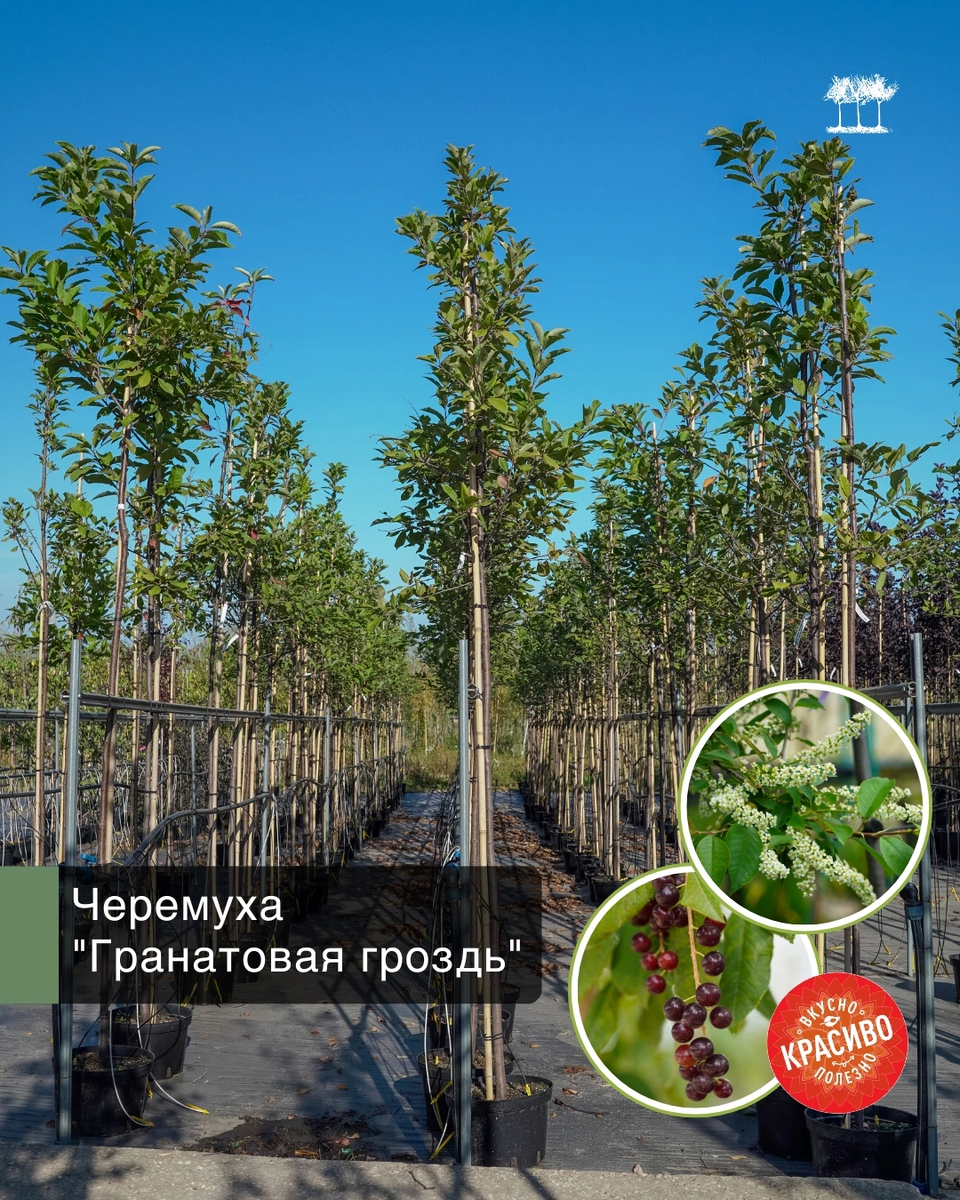 Черемуха "Гранатовая гроздь"